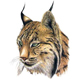 Avatar utente